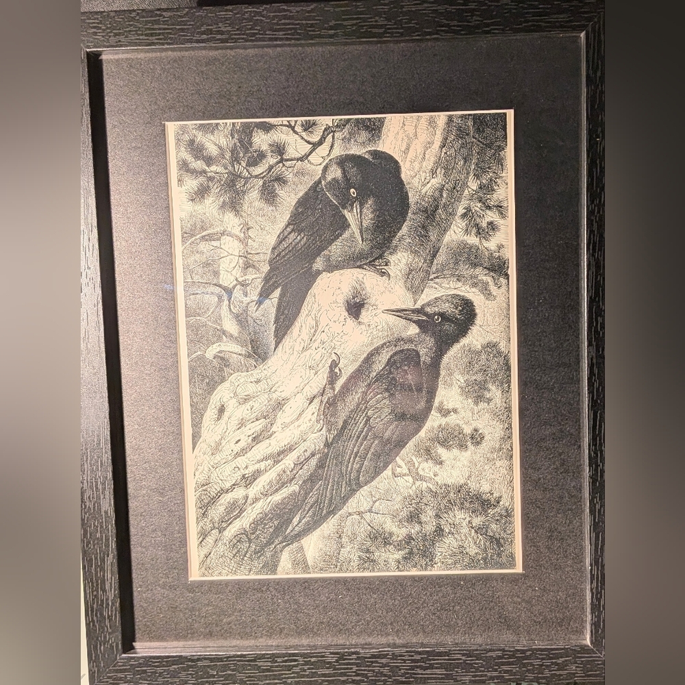 Vintage Birds Art Print - Stunning 127 Year Old Print From Recycled Book